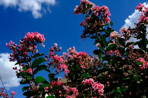 百日紅と夏空 百日紅と夏空の写真