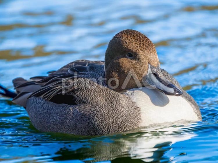 池を泳ぐオナガガモのオス オナガガモ,カモ,鴨の写真素材