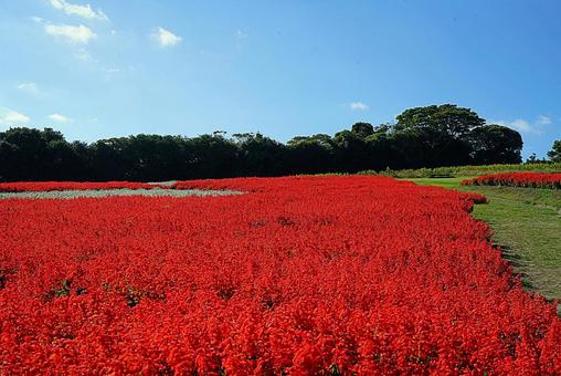 淡路島　あわじ花さじき㊽　サルビアの写真