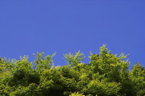 青空と樹木 青空と樹木 新緑,樹木,木漏れ日の写真素材