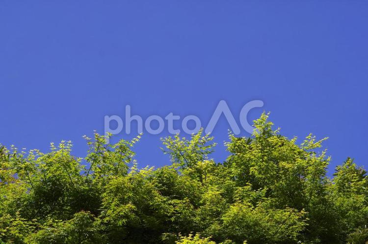 青空と樹木 新緑,樹木,木漏れ日の写真素材