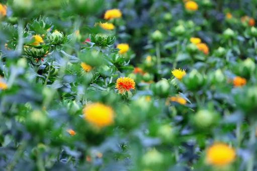 Photo, safflower hata, safflower, red, 