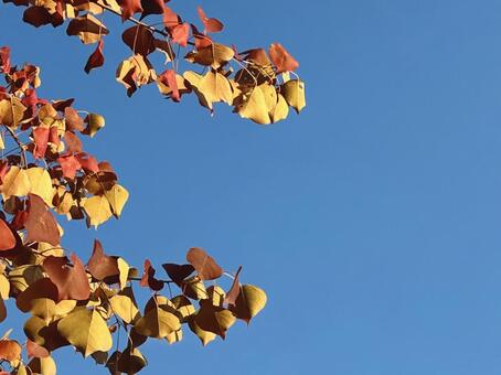 青空と紅葉 紅葉,秋,葉っぱの写真素材