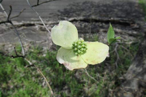 Photo, dogwood, flower, plant, 
