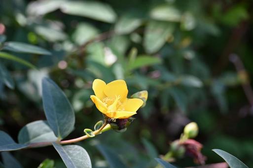 キンシバイの写真