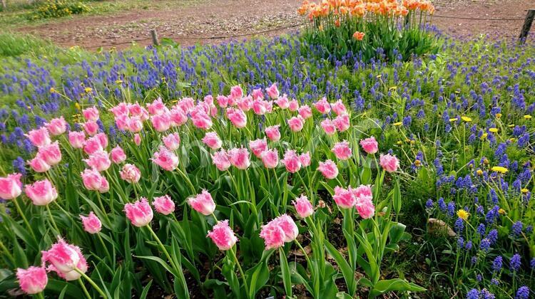 可愛い花のある風景 花,自然,植物の写真素材