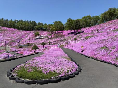 Moss phlox, JPG