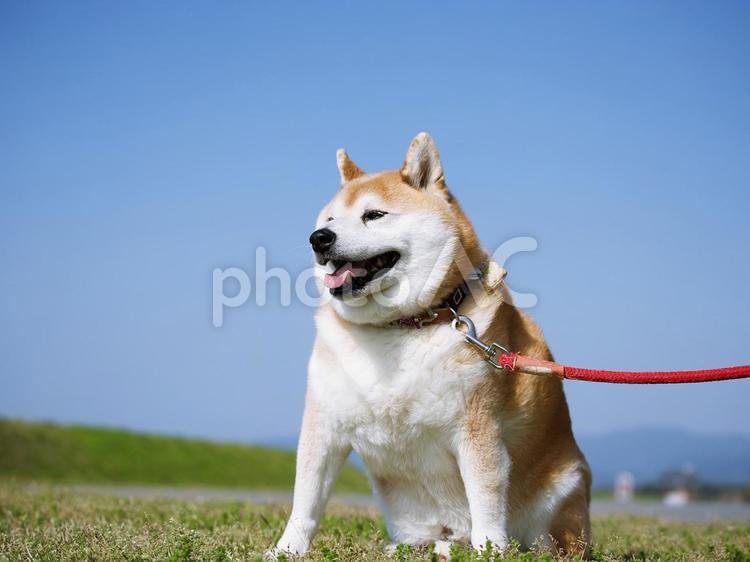 公園の柴犬：① 犬,柴犬,中型犬の写真素材