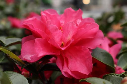 道端に咲く雨上がりの花 道端に咲く雨上がりの花の写真