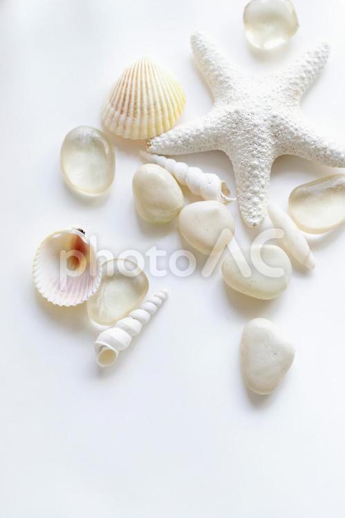 貝殻とヒトデ２ 貝殻,貝,石の写真素材