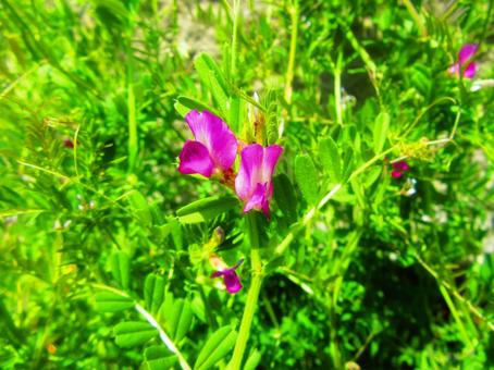 カラスノエンドウ カラスノエンドウ,花,春の写真素材