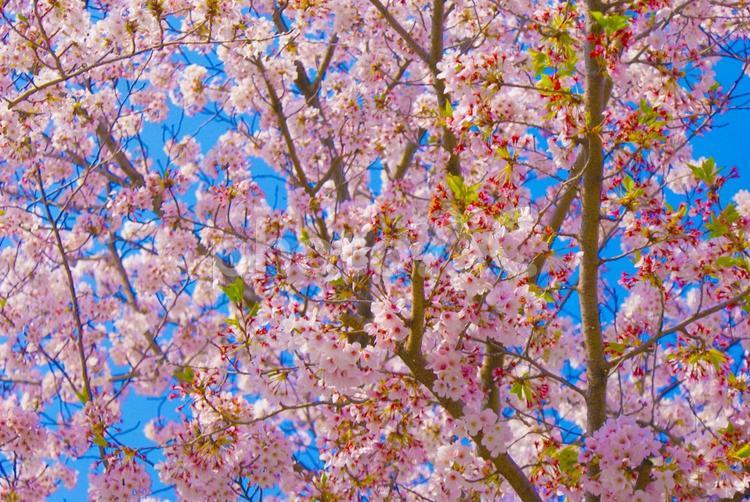 桜の枝越しの空 桜,満開,花びらの写真素材