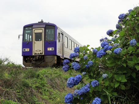 紫陽花と関西線 紫陽花と関西線の写真