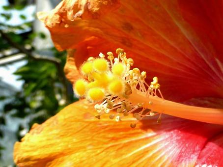 温室のハイビスカス・花芯部のアップ ハイビスカス,花,植物の写真素材