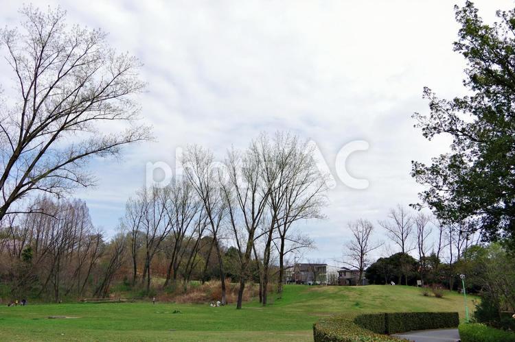 春の公園風景 公園,園地,千里北公園の写真素材