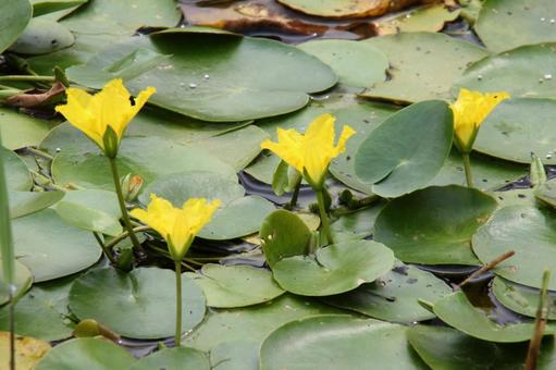 アサザ・浅沙　咲く風景の写真