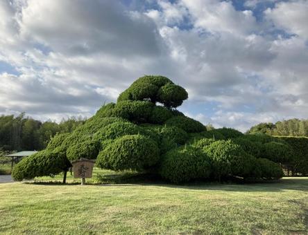 カイヅカイブキ 常用針葉樹,生け垣,庭木の写真素材