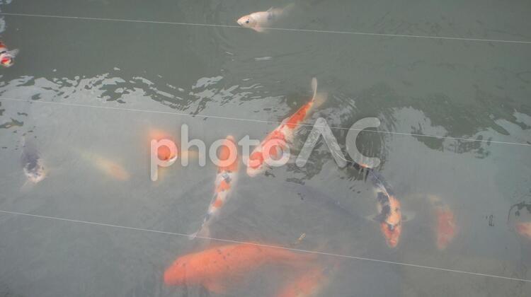 汚れた池と鯉 鯉,コイ,池の写真素材
