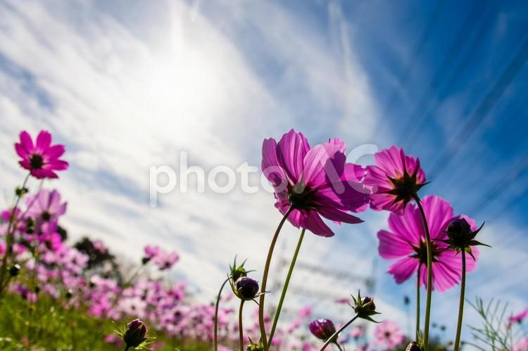 秋晴れとコスモス 晴れ,空,青空の写真素材