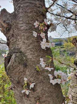 幹に咲いたさくら 幹に咲いたさくらの写真