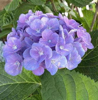 hydrangea, JPG