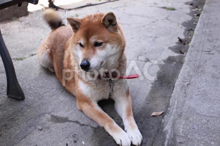 お座りをする柴犬(茶色) 動物,生物,生き物の写真素材