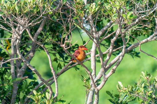 リュウキュウアカショウビン リュウキュウアカショウビンの写真