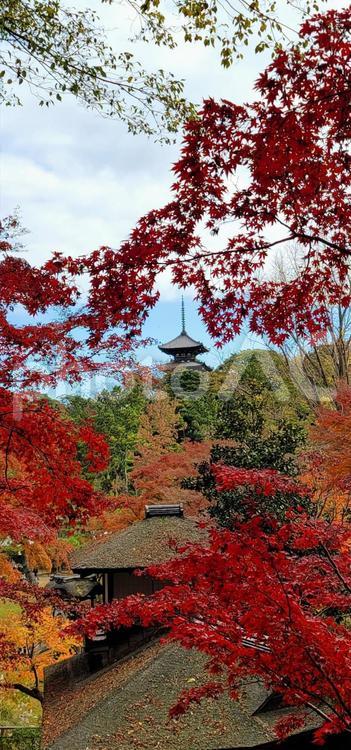 風景　横浜三渓園（12月）紅葉　三重塔 紅葉,横浜,三渓園の写真素材