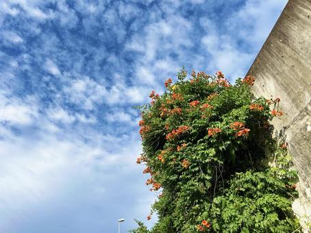Trumpet vine blooming on a concrete wall and blue sky, JPG Trumpet vine blooming on a concrete wall and blue sky, JPG