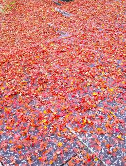 赤い絨毯 紅葉,絨毯,赤の写真素材