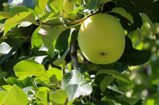 枝につく黄緑色の大きなリンゴの実 りんご,果樹園,リンゴ狩りの写真素材