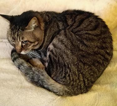 curled up cat, JPG curled up cat, kedi, bir yaratık, yatak fazı, JPG