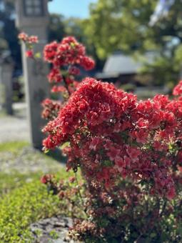 赤い花 赤い花 お花,つつじ,ツツジの写真素材