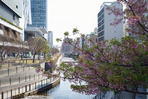 川沿いに咲く河津桜 川沿いに咲く河津桜の写真