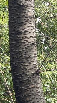 桜の幹 桜,幹,木の写真素材