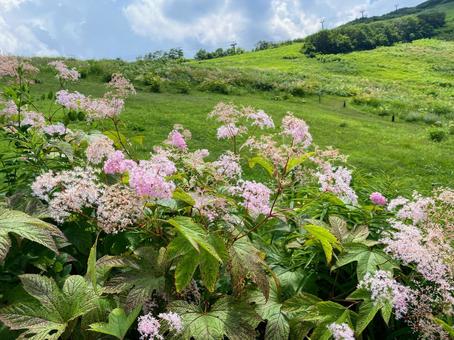 オニシモツケの花 オニシモツケの花 花,山,青空の写真素材