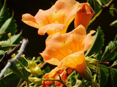 【花の写真】ノウゼンカズラ(凌霄花) 【花の写真】ノウゼンカズラ(凌霄花) ノウゼンカズラ,凌霄花,自然の写真素材