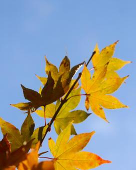 秋の空と紅葉 秋の空と紅葉の写真