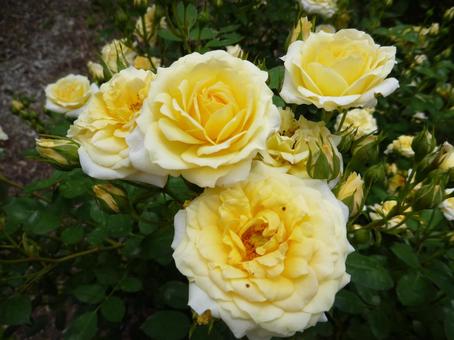 ローズガーデンの花10 ローズガーデンの花10 バラ,花フェスタ記念公園,ぎふワールド・ローズガーデンの写真素材