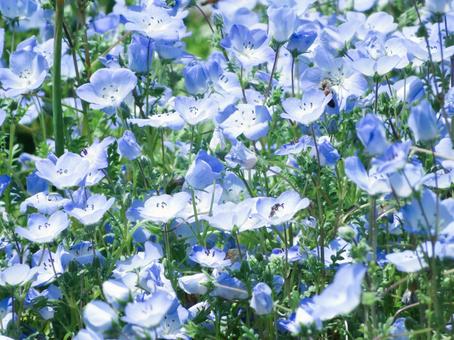 Nemophila, JPG Nemophila, JPG