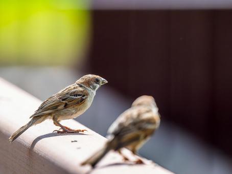 柵にとまるスズメ 柵にとまるスズメ スズメ,雀,鳥の写真素材