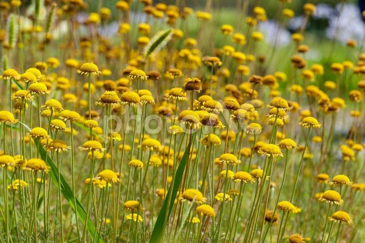夏の日差しに映えるカミツレの仲間の群生 カミツレ,キク科,花の写真素材