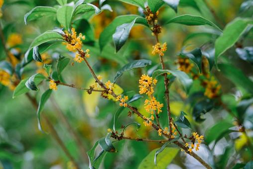 キンモクセイの花 キンモクセイの花 キンモクセイ,金木犀,良い香りの写真素材