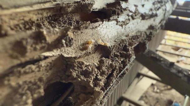 木造住宅の柱からシロアリの巣 木造住宅の柱からシロアリの巣の写真