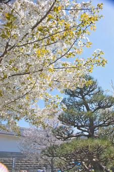 桜 桜の写真