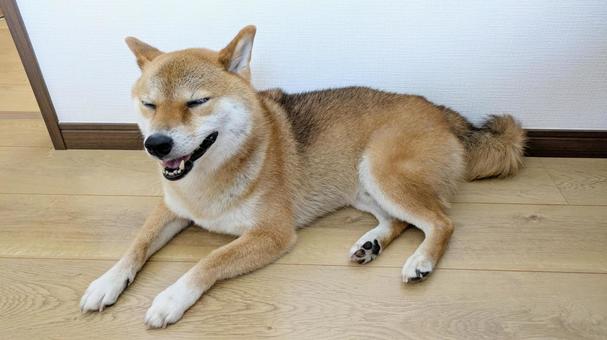 自宅でのんびりとしている柴犬 自宅でのんびりとしている柴犬 柴犬,犬,ペットの写真素材