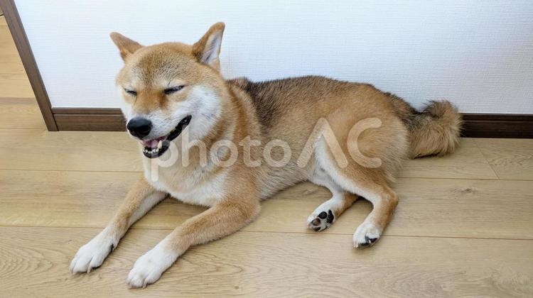 自宅でのんびりとしている柴犬 柴犬,犬,ペットの写真素材