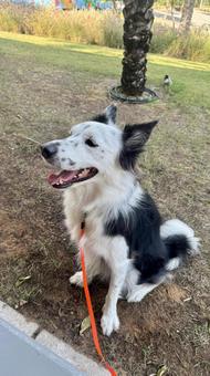 お散歩中のボーダーコリー 犬,ボーダーコリー,散歩の写真素材