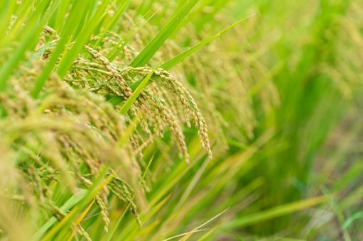 黄金色に実る稲穂の写真