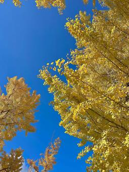 青空と銀杏並木 緑地公園,季節,花壇の写真素材